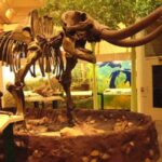 The Top 5 Museums Near to Albany Are Listed Here