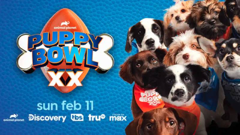 How and Where to Watch the Puppy Bowl Online in 2024