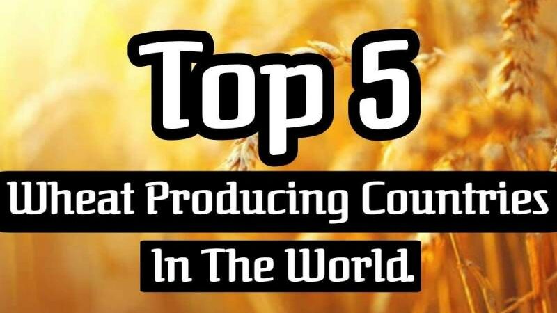 Which countries produce the most wheat worldwide?