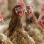 Top 5 States in the US for Chicken Production in 2024