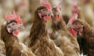 Top 5 States in the US for Chicken Production in 2024