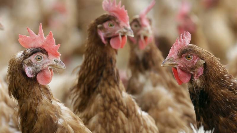 Top 5 States in the US for Chicken Production in 2024