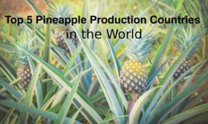 Top 5 Pineapple Production Countries in the World