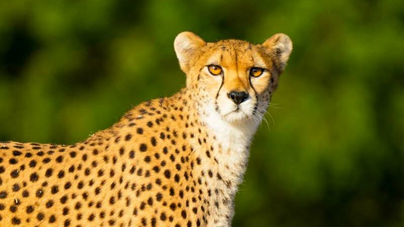 Top 5 countries to travel if you love seeing wildlife