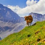 The World’s Top 5 Countries for the Highest Rural Population