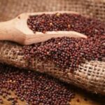 Top 5 Mustard Producing Countries That Shape the Global Market