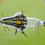 2025 NCAA DII Women’s Lacrosse Championship bracket and full tournament schedule graphic